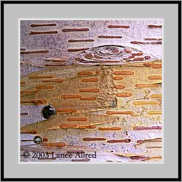 Image 00868L